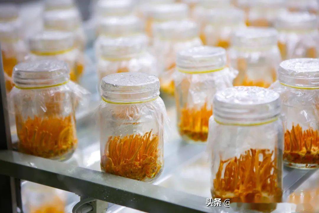 大棚种植技术圆白菜技术要点_大棚圆白菜种植技术_大棚圆白菜什么时间定制