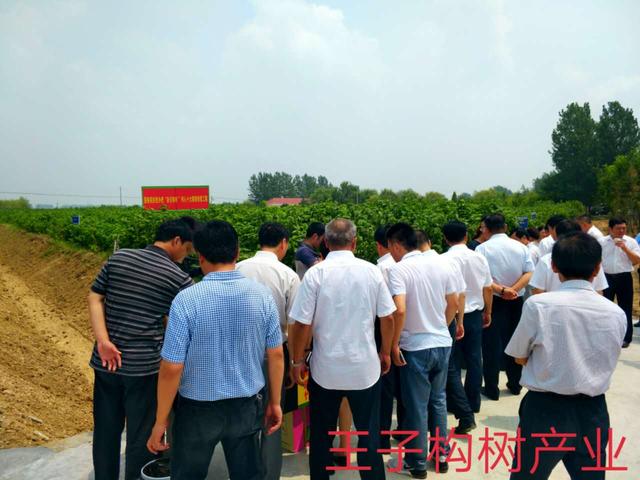 王子成构树团队：做好构树产业链，提升构树含金量！