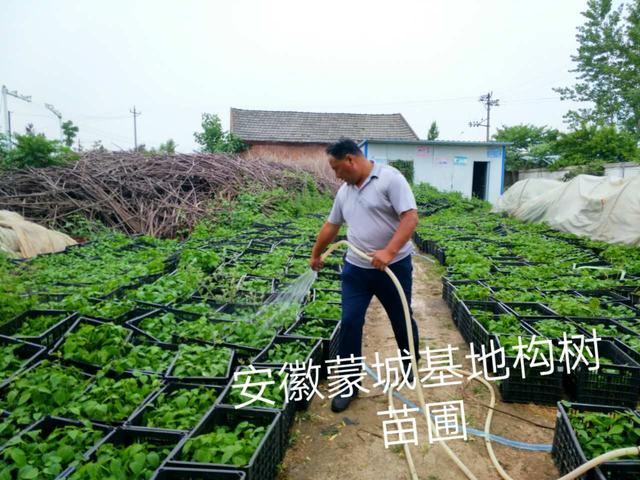 王子成构树团队：做好构树产业链，提升构树含金量！