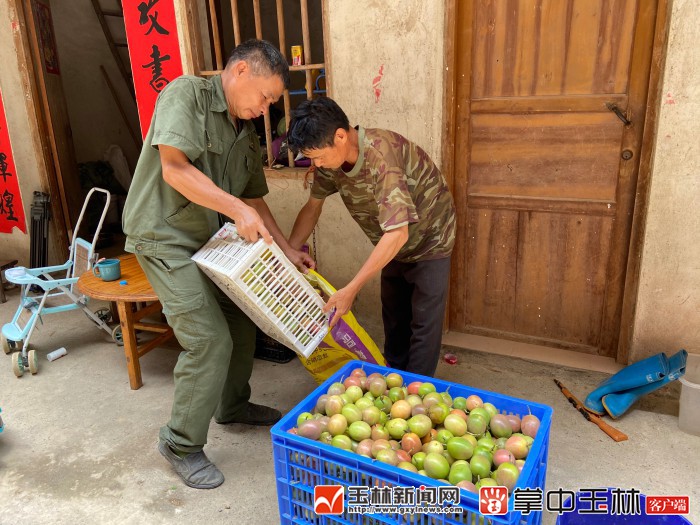 脱贫户打开网销路让小小百香果成“致富果”