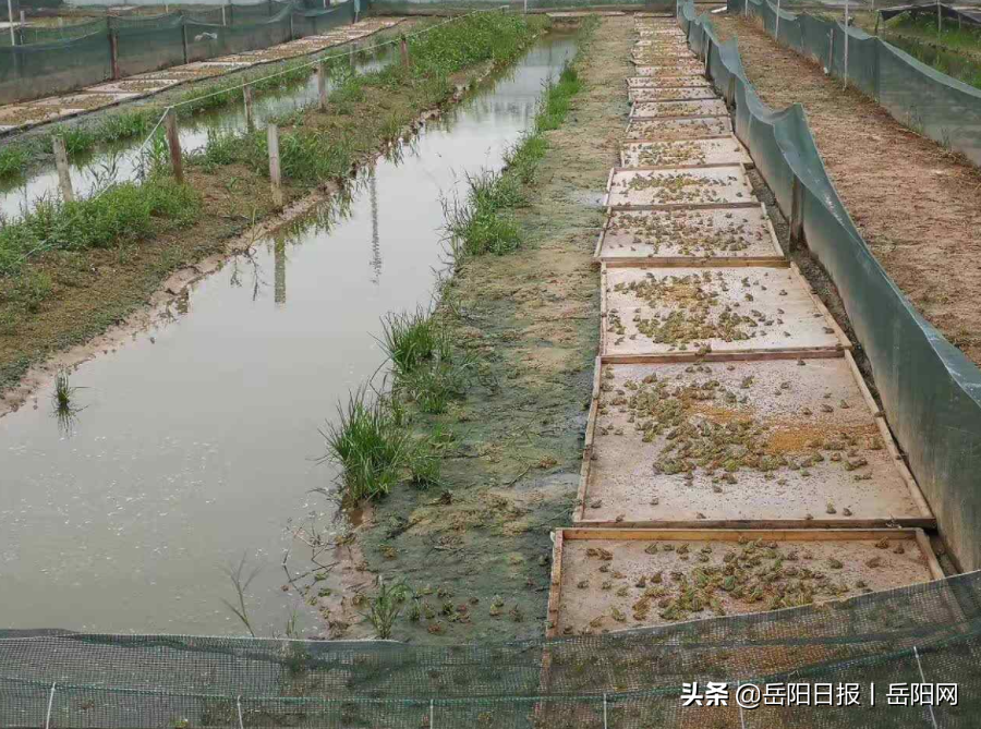 中致富经双胞胎兄弟养青蛙_中致富经双胞胎兄弟养青蛙_中致富经双胞胎兄弟养青蛙