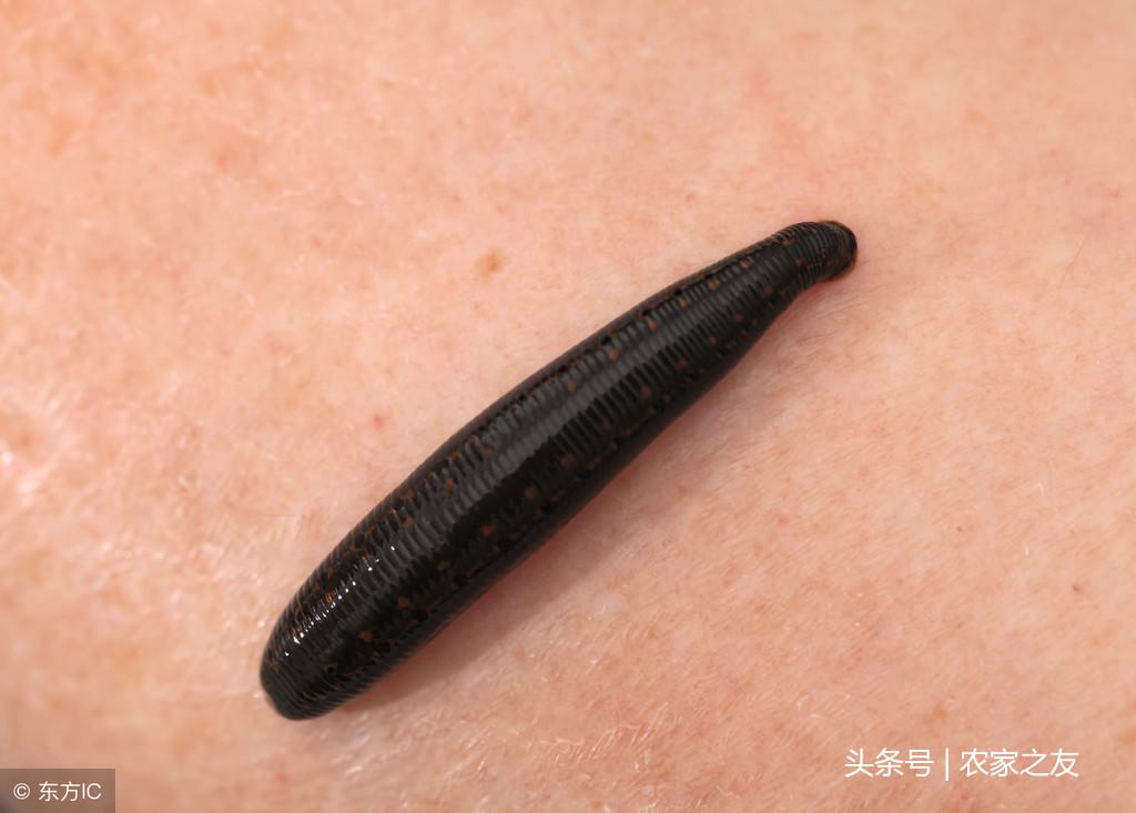 养殖致富蚂蝗_养殖蚂蝗能赚钱吗_致富养殖蚂蝗视频