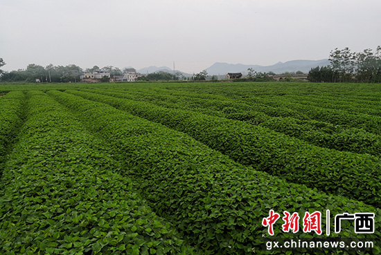 全州种植致富项目_种植致富农村项目大全_致富种植全州项目有哪些