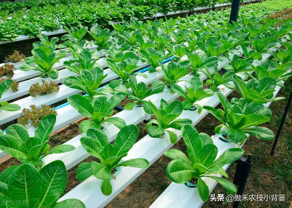 南瓜东北种植技术要点_东北南瓜种植技术_南瓜在东北什么时候育苗