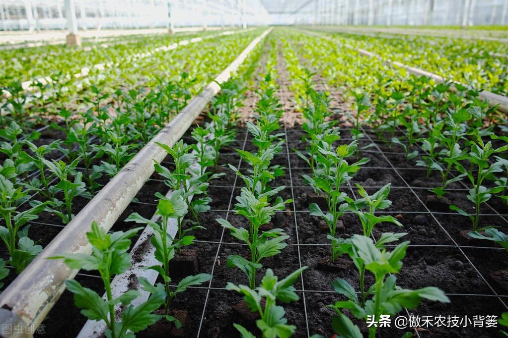 南瓜东北种植技术要点_南瓜在东北什么时候育苗_东北南瓜种植技术