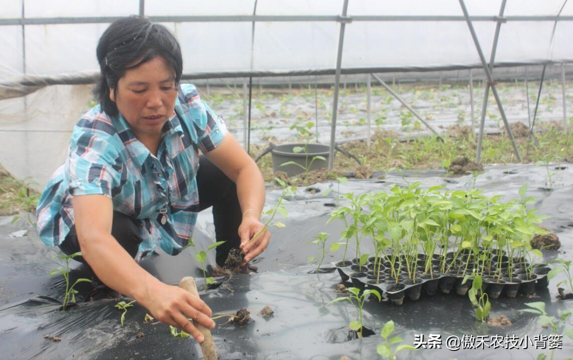南瓜东北种植技术要点_东北南瓜种植技术_南瓜在东北什么时候育苗