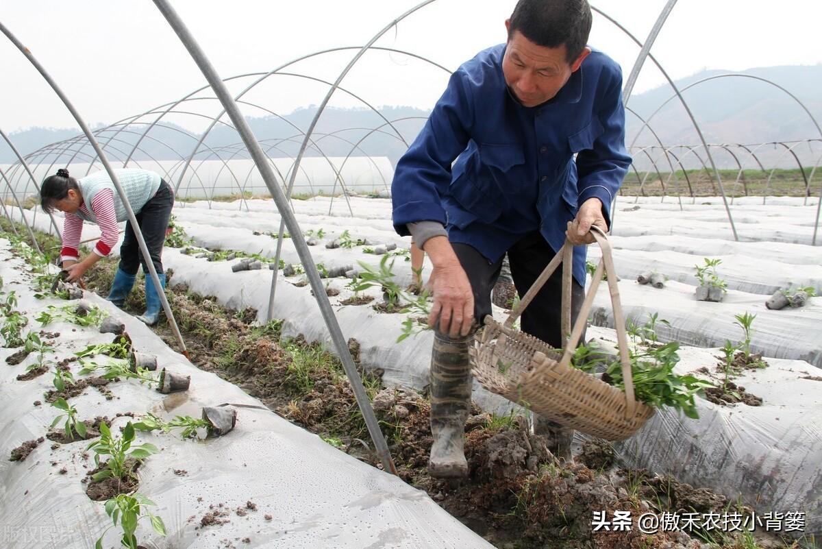 南瓜东北种植技术要点_南瓜在东北什么时候育苗_东北南瓜种植技术