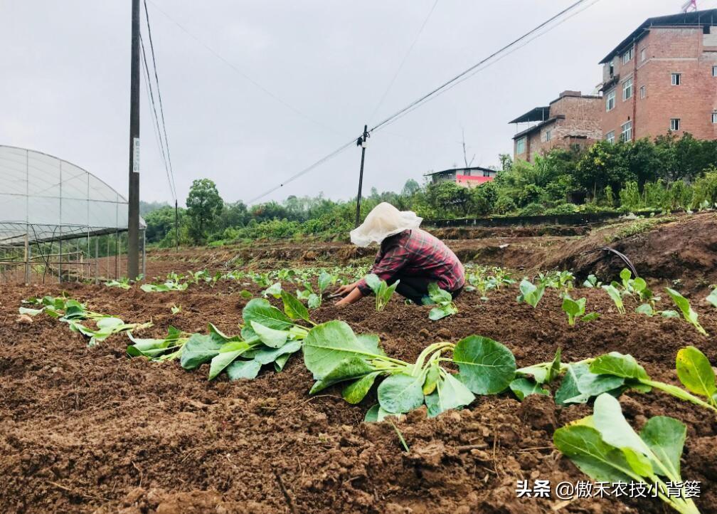 东北南瓜种植技术_南瓜在东北什么时候育苗_南瓜东北种植技术要点