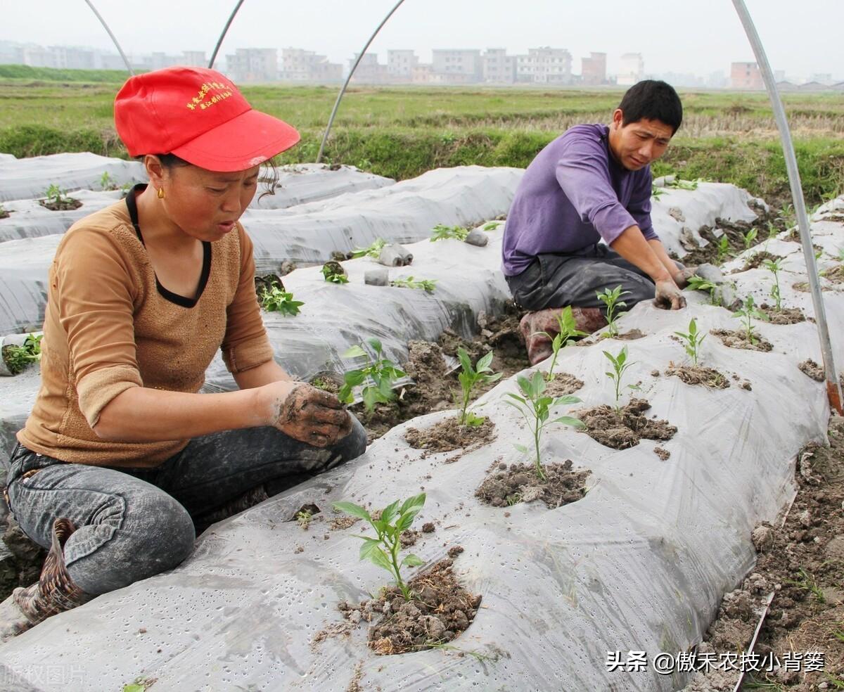 南瓜东北种植技术要点_南瓜在东北什么时候育苗_东北南瓜种植技术
