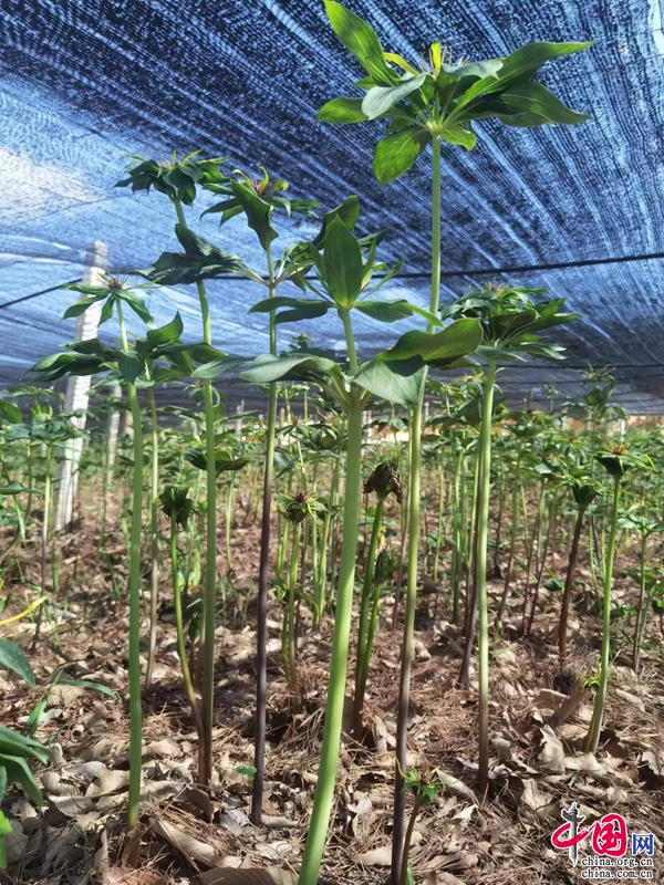 种植致富新项目_全州种植致富项目_致富种植视频全集