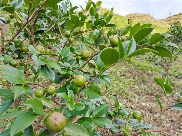 致富经 油茶_致富经创业项目油茶树_油茶赚钱吗
