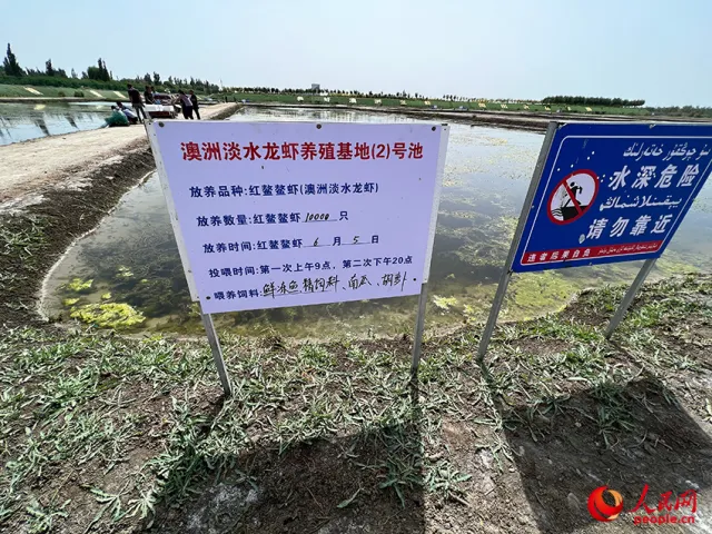 致富经龙虾养殖_致富事迹龙虾养殖发展_龙虾养殖致富事迹