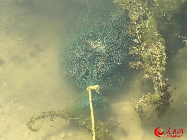 致富经龙虾养殖_龙虾养殖致富事迹_致富事迹龙虾养殖发展