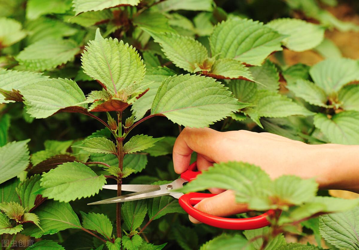 农村种植什么能致富_致富能种植农村土地吗_致富能种植农村农业吗