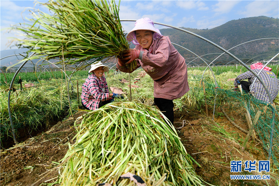 致富经韭黄种植视频_种植韭黄技术_视频致富种植韭黄是真的吗