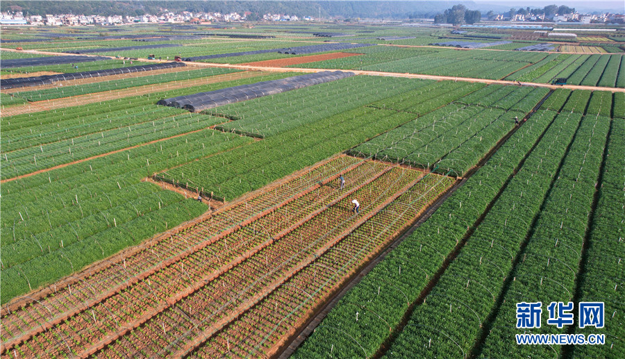 种植韭黄技术_视频致富种植韭黄是真的吗_致富经韭黄种植视频