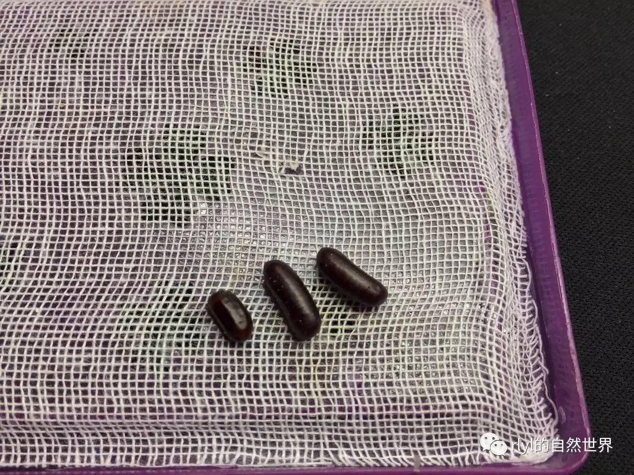 养蟑螂致富视频_致富蟑螂养殖视频_蟑螂养殖 致富吗
