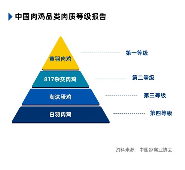 大种青脚鸡苗_青脚鸡养殖技术_青脚鸡能长多少斤