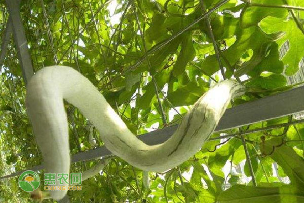 湖北农业种植致富项目_湖北种植业什么最赚钱农村_湖北种植致富计划