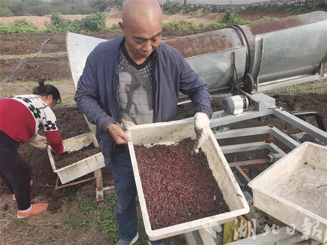 小蚯蚓成农民致富“软黄金”