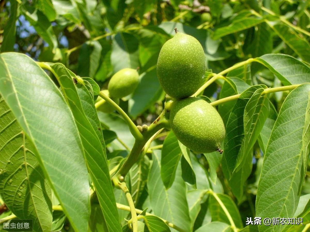 如何用核桃种植技术_核桃种植技术用途有哪些_核桃种植技术用什么土壤