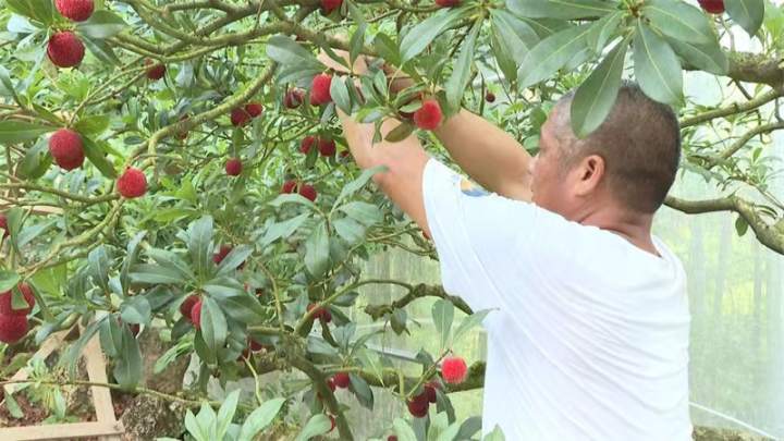 2021年种植致富前景_致富果种植前景_种植致富业