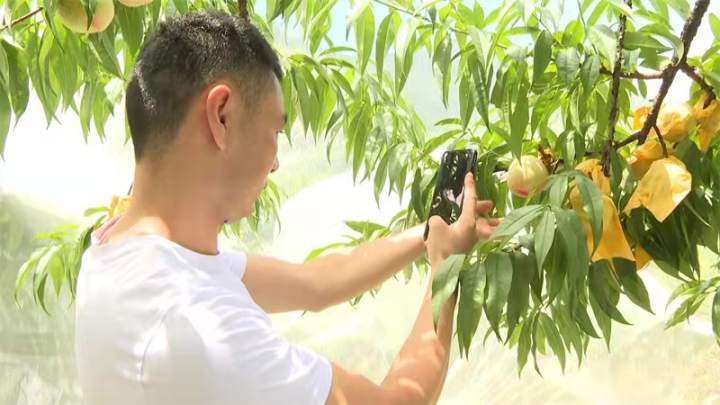 2021年种植致富前景_种植致富业_致富果种植前景