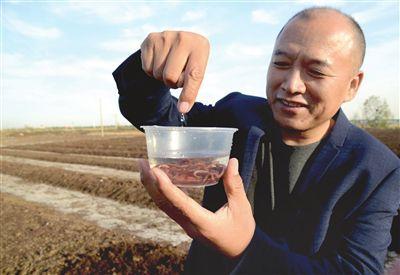 养殖地龙致富_养殖地龙赚钱吗_致富养殖地龙怎么样