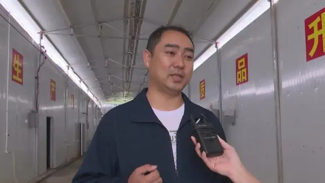 种植黑皮鸡纵菌致富经_黑皮鸡枞菌种植技术视频_黑皮鸡纵菌种植技术