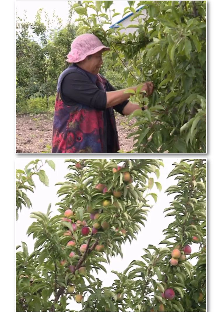 致富种植树莓项目简介_树莓种植致富项目_致富经树莓种植视频