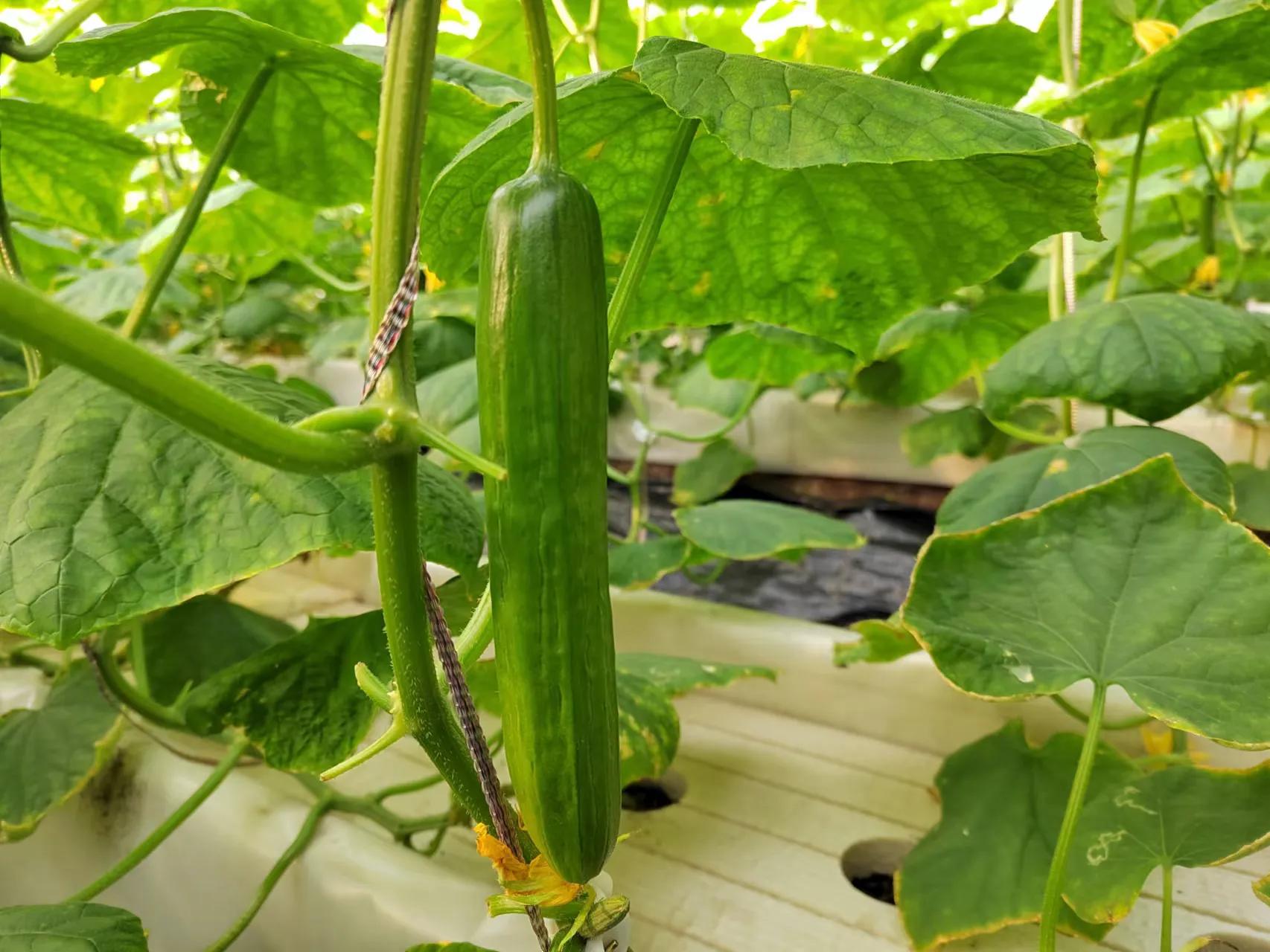 冬天黄瓜种植_黄瓜冬季种植技术视频_冬季黄瓜种植技术