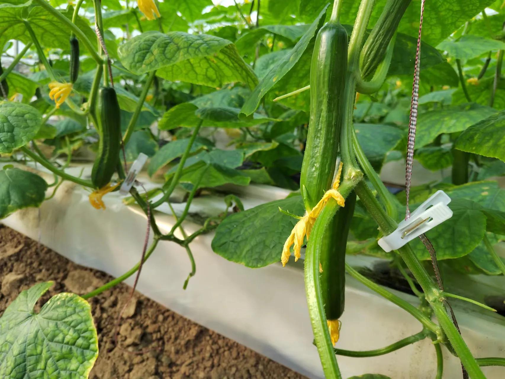 冬季黄瓜种植技术_黄瓜冬季种植技术视频_冬天黄瓜种植