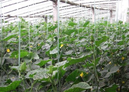 冬天怎么种黄瓜怎么防寒？难怪反季蔬菜价格高，种植不易