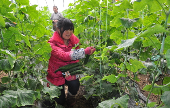黄瓜冬季种植技术要点_黄瓜冬季种植技术有哪些_冬季黄瓜种植技术