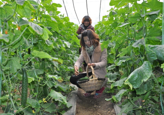 冬季黄瓜种植技术_黄瓜冬季种植技术有哪些_黄瓜冬季种植技术要点