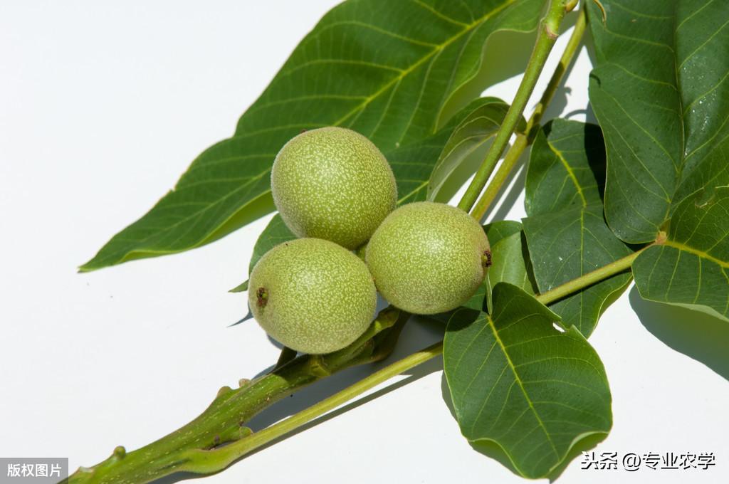 核桃种植技术用什么肥料_核桃种植技术用什么土壤_如何用核桃种植技术