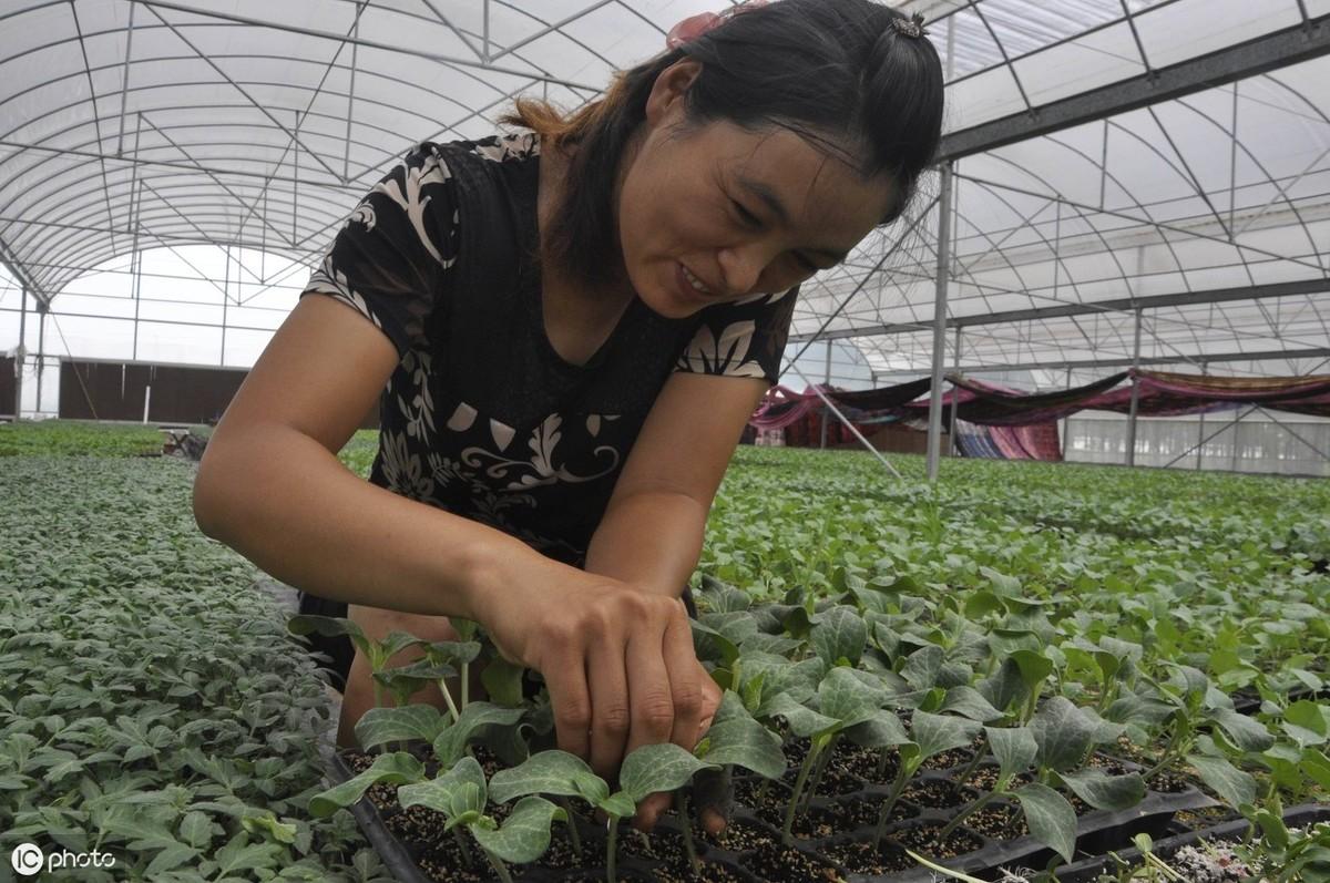 冬季黄瓜种植技术_黄瓜冬季种植技术有哪些_黄瓜冬季种植技术与管理