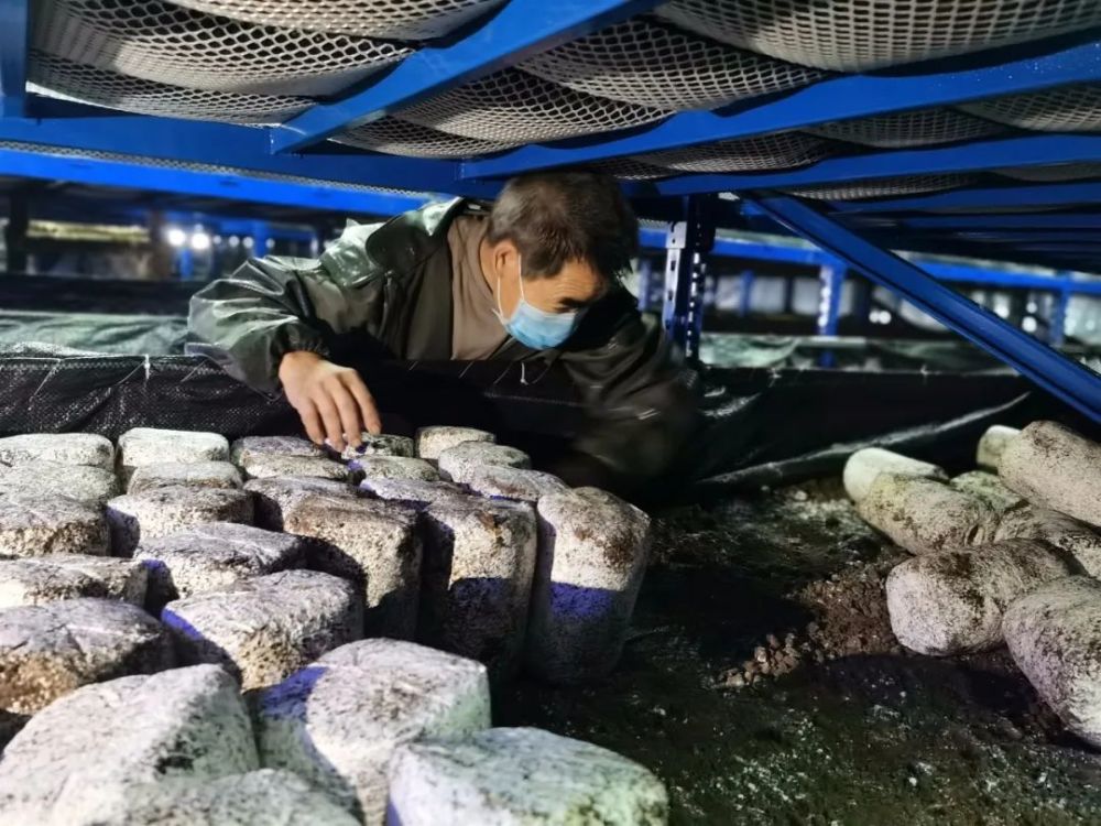 每日农经黑皮鸡枞菌种植视频_种植黑皮鸡纵菌致富经_黑皮鸡枞菌种植技术视频