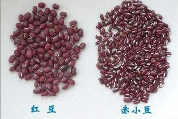 赤豆种植技术_种植赤豆技术要点_赤豆栽培技术