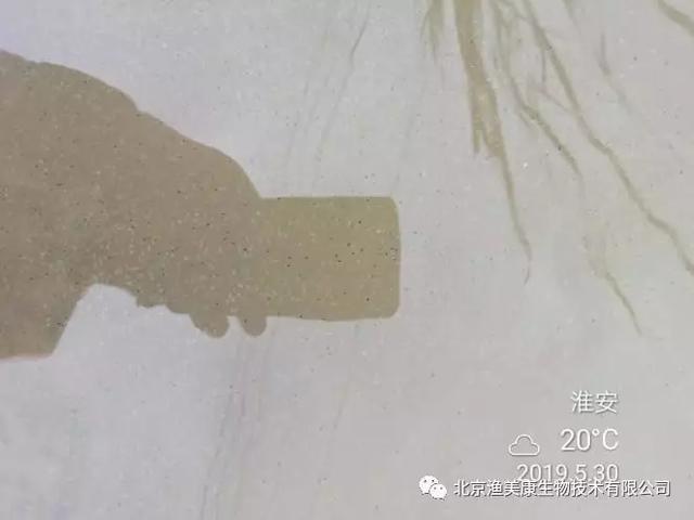 【技术干货】破解小龙虾养殖难题，从认识这些烦人的虫子开始！