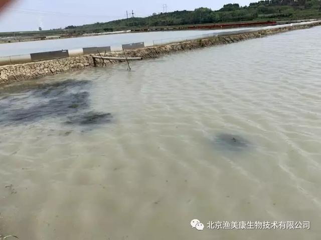 龙虾养殖教程书_学龙虾养殖技术_龙虾养殖技术大全视频教程