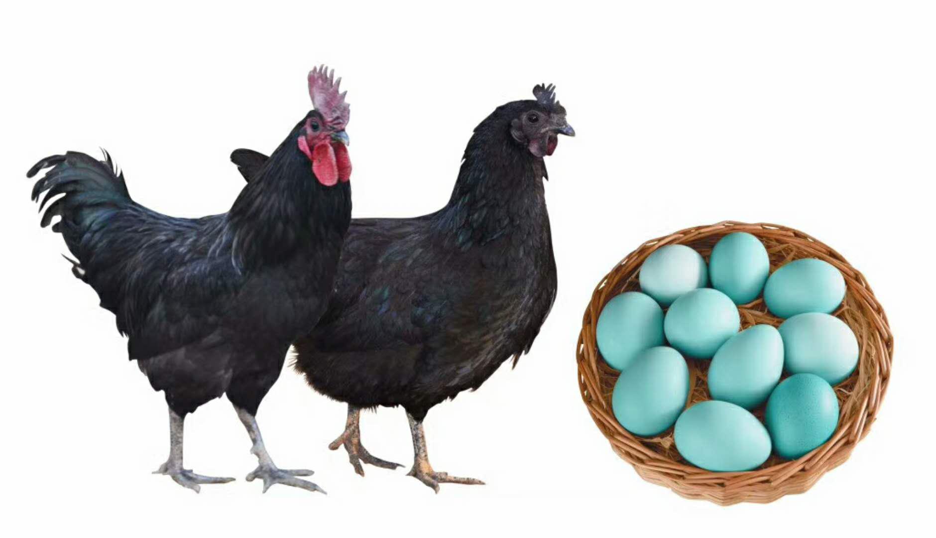 农村有什么可以发家致富？
