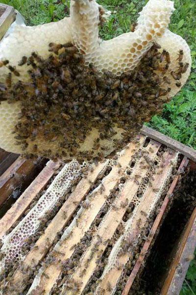 致富经养野蜜蜂_养蜜蜂致富经_野生蜜蜂养殖