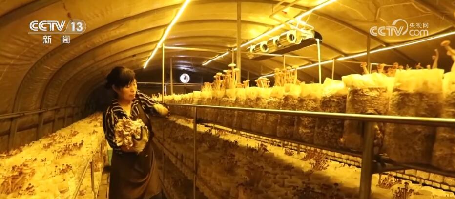 蘑菇种植食用菌技术视频_蘑菇种植食用菌技术与管理_食用菌蘑菇种植技术