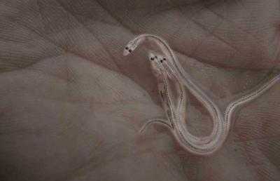 鳗鱼苗价格