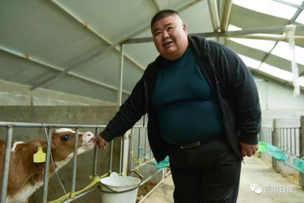 视频致富养乳牛是真的吗_致富经养乳牛视频_致富经奶牛养殖视频