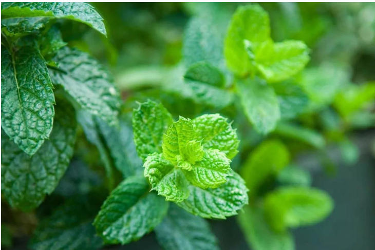种植致富业_农民致富种植项目_农民种植致富思路