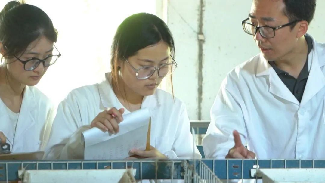 致富经养大种鹅_鹅致富养种大鹅好不好_养殖鹅致富经
