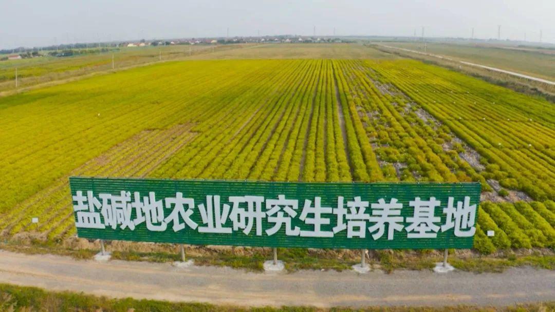 致富经养大种鹅_养殖鹅致富经_鹅致富养种大鹅好不好