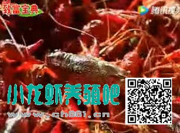 主页 > 小龙虾养殖技术视频 >  正文